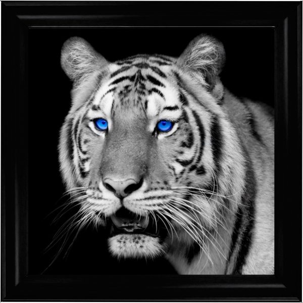 FTST195-BlackVenice_40x40_43645d1b-3096-4d72-ae4a-0c152adc5d05
