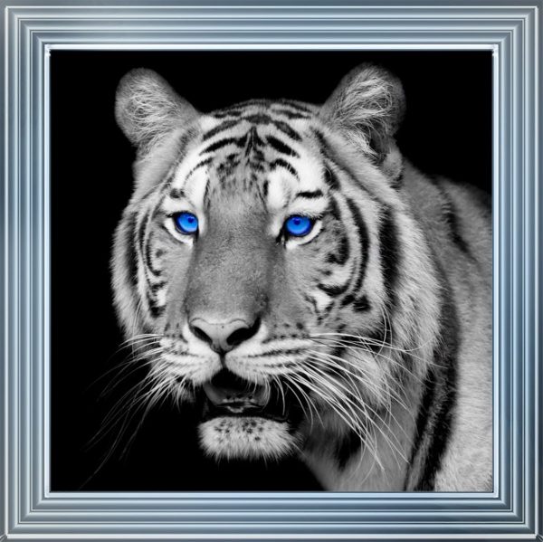 FTST195-ChromeLyon_40x40_342fc09c-727e-4116-bcff-22df7a4e8f00