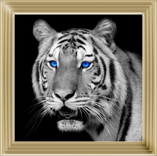 FTST195-SilverLyon_40x40_9e260fe6-4065-4006-9a62-e239d21f58db