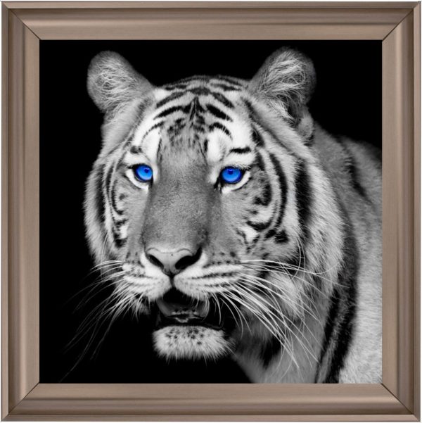 FTST195-SilverVenice_40x40_130c3f57-e7f0-4388-90cd-59a92c7063be
