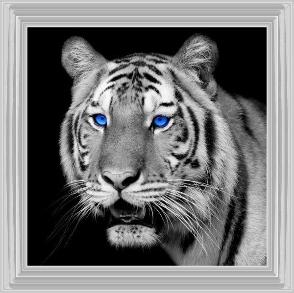 FTST195-WhiteLyon_40x40_5e50fbe0-f022-458d-8f5b-e38e6fac397f